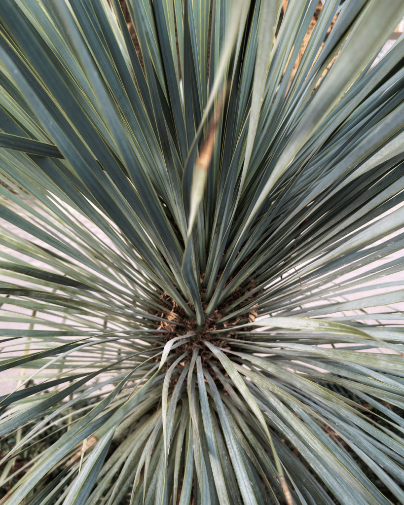 Tropical spiky plant captured in soft light — a grounding element reflecting holistic spa aesthetics.